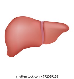 realistic vector human liver, Isolated on white background