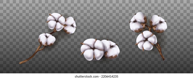 Realistic vector icon illustration of cotton flower. Isolated on transparent background.