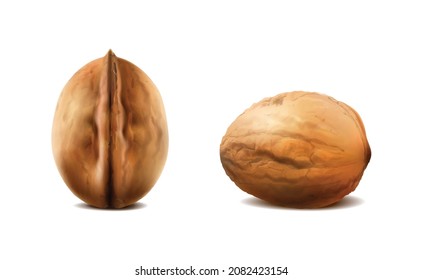 realistic vector icon. Walnuts in the shell in different shapes. Isolated on white.