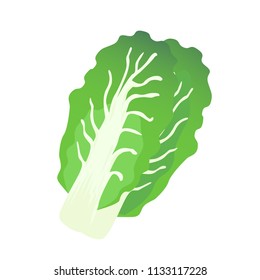 Realistic vector illustraion of vegetable   set napa cabbage  , for organic  farm product and food business