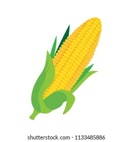 Realistic vector illustraion of vegetable   set sweet corn , for organic  farm product and food business