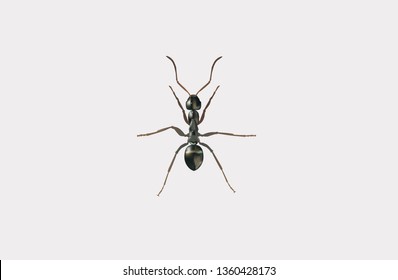 Realistic vector illustration of an ant 