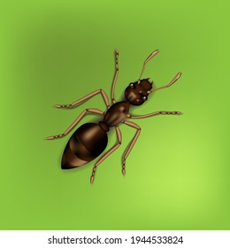 Realistic vector illustration of an ant