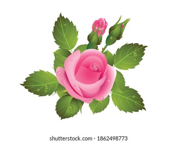 Realistic vector illustration art of pink rose with buds and green leaves isolated on white background. Decoration for packaging products for beauty, health, cosmetics, flower shops, markets, others.