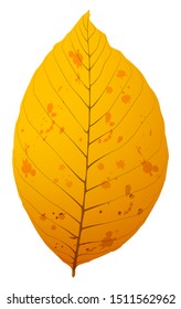 Realistic vector illustration of an autumn leaf from a walnut tree isolated on white background