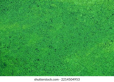 Realistic vector illustration of a background with abstract pattern made of aquatic plant Lemna. Green leaves of duckweeds on sunny day
