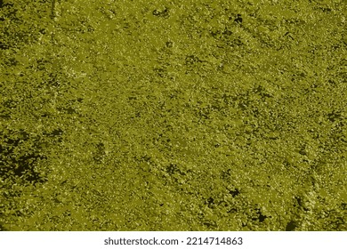 Realistic vector illustration of a background with abstract pattern made of aquatic plant Lemna. Green leaves of duckweeds on sunny day
