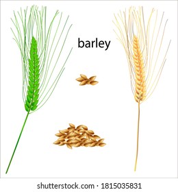 Realistic vector illustration of barley ears. Isolated image of barley grains. Drawing of edible plants. Ingredients for cooking.