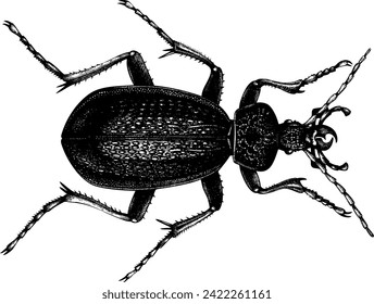 realistic vector illustration of a beetle bug scientific illustration engraving etching black and white linear line drawing sketch drawing detailed