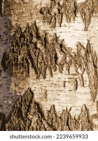 Realistic vector illustration of birch bark texture. Texture of birch bark. Birch background. Birch trunk, Betula pendula.
