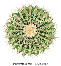 Realistic vector illustration of cactus houseplant top view