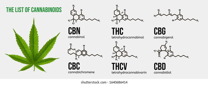 Realistic vector illustration of a cannabis plant. List of the cannabinoids. Image showing a group of natural compounds and their chemical structure. Types of cannabinoid compounds.