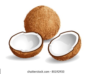 Realistic vector illustration of a coconut and half coconuts.