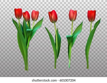 Realistic Vector Illustration Colorful Tulips . Not Trace. Pink Flowers on Transparent Background. EPS10