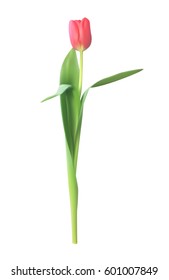 Realistic Vector Illustration Colorful Tulips . Not Trace. Pink Flowers on Light Background. EPS10