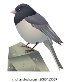 Realistic vector illustration of Dark-Eyed Junco bird standing on a rock covered in moss. Winter bird drawing. Ornithological illustration.