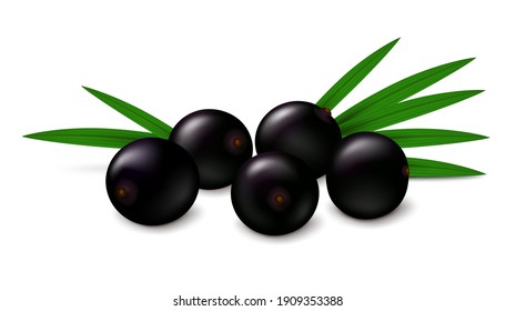 Realistic vector illustration of fresh acai berries with palm leaves isolated on white background. 