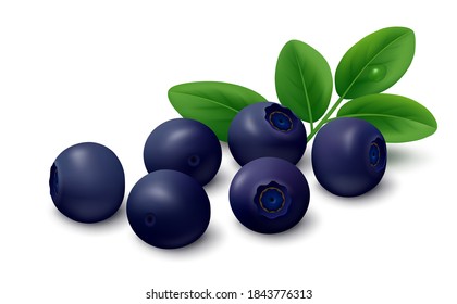 Realistische Vektorgrafik von frischen Plunderbeeren (Huckleberry, Whortleberry, Wildbeere) mit grünen Blättern einzeln auf weißem Hintergrund. 