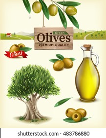 Realistic vector illustration of fruit olives, olive oil, olive branch, olive tree, olive farm. Label of green olives with realistic olive branch against the backdrop of olive plantations