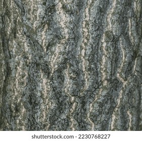 Realistic vector illustration of ginkgo biloba tree bark. Tree bark background.