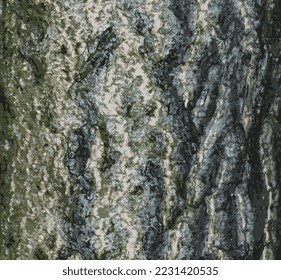 Realistic vector illustration of ginkgo biloba tree bark. Tree bark background.