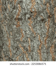 Realistic vector illustration of ginkgo biloba tree bark. Tree bark background.
