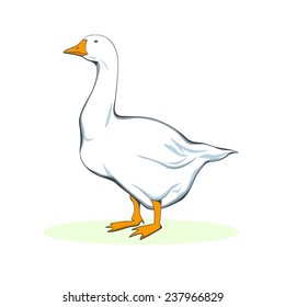 Realistic vector illustration of a goose made in classic Victorian style.