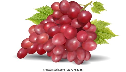 Ilustración vectorial realista de la uva.