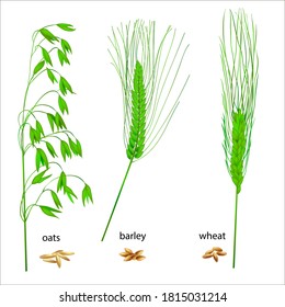 
Realistic vector illustration of green ears. Isolated image of oat, wheat and barley grains. Drawing of edible plants. Ingredients for cooking.