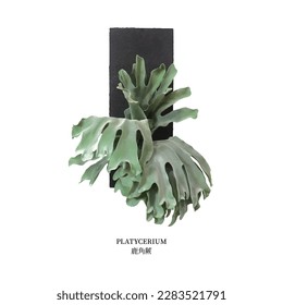 realistic vector illustration green nature tropical plant platycerium known as staghorn fern or elkhorn fern isolated on black board