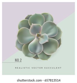 realistic vector illustration of a grey / pastel colored succulent plant (echeveria), top view - great for desktop scenes/mockups or floristry themed cards and layouts