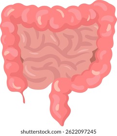 Realistic vector illustration of a healthy large intestine including the appendix, cecum, ascending colon, transverse colon, descending colon, sigmoid colon and rectum, isolated on white background