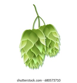 Realistic vector illustration of a hops for beer. Green 3d plant on white background