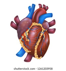 Realistic Vector Illustration Human Healthy Heart. Image Projection Anatomy Heart. Poster for Detailed Study Structure Cardiovascular System Organism. Isolated on White Background