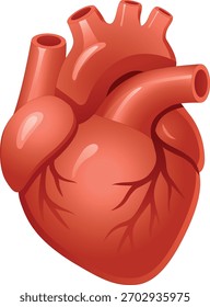 Realistic vector illustration of the human heart, showing anatomical structures and vessels. Perfect for medical, biological and educational use.