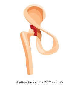 Ilustração vetorial realista da anatomia da articulação do quadril humano, mostrando ossos e cartilagem do fêmur, pelve e acetábulo