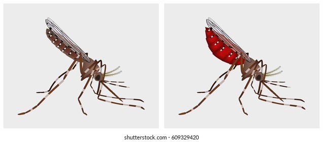 Realistic vector illustration of hungry mosquito and well-fed. The mosquito carries the disease of the malaria, zika, spotted fever, dengue fever, encephalitis. Aedes aegypti