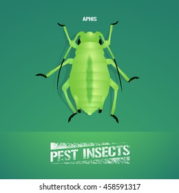 Realistic vector illustration of insect  Aphidoidea (aphis). Pest insect of agriculture farmland. Design element for insecticide poster, brochure, article