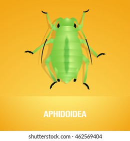 Realistic vector illustration of insect Aphidoidea (aphis). Pest insect of farmland. Design element with Latin sign for insecticide poster, brochure, article