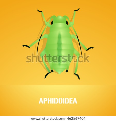 Realistic vector illustration of insect Aphidoidea (aphis). Pest insect of farmland. Design element with Latin sign for insecticide poster, brochure, article