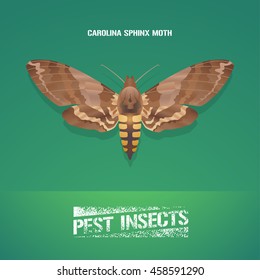 Realistic vector illustration of insect Manduca sexta (Carolina sphinx moth). Pest insect of tobacco farmland. Design element for insecticide poster, brochure, article