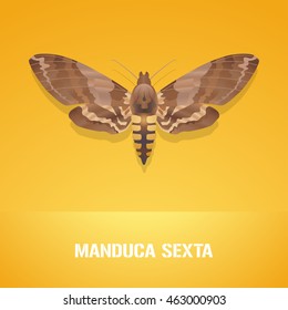 Realistic vector illustration of insect Manduca sexta (Carolina sphinx moth). Pest insect of tobacco farmland. Design element with Latin sign for insecticide poster, brochure, article