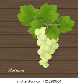 Realistic vector illustration of isolated grapes, organic food