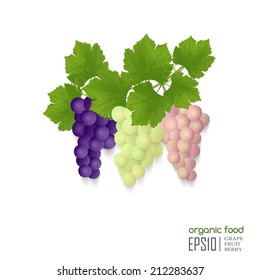 Realistic vector illustration of isolated grapes, organic food