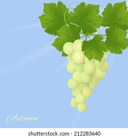 Realistic vector illustration of isolated grapes, organic food