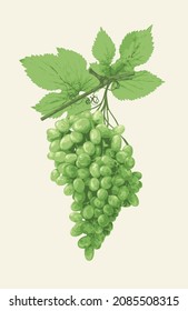 Realistic vector illustration of a large bunch of white grapes isolated on a white. Fresh fruit, delicious ripe juicy green grapes. Design element for wine or juice labels, winemaking and viticulture