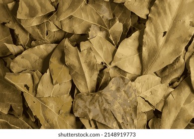 Realistic vector illustration of laurel leaves texture. Bay leaf background. Culinary herb.
