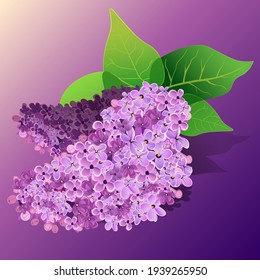 Realistic vector illustration of lilac