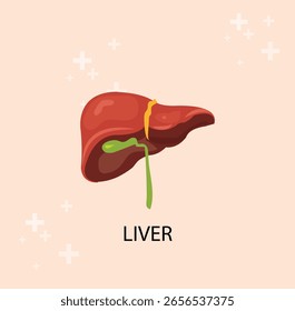 Una Ilustración vectorial realista del hígado, órgano del cuerpo humano.