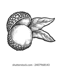 Realistic vector illustration of lychee seed. Hand drawn exotic fruit for vitamin salad. Agriculture and harvest, organic and natural food. Vegan and vegetarian nutrition. Biology and botany, farming